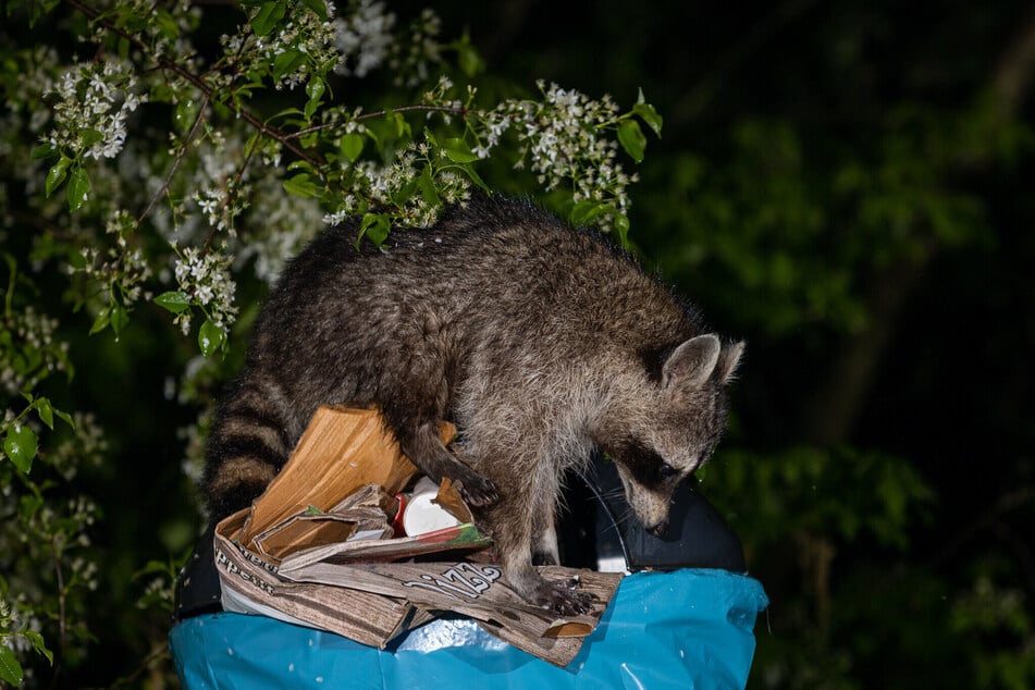 Ein Waschbär durchwühlt Müll auf der Suche nach Futter.