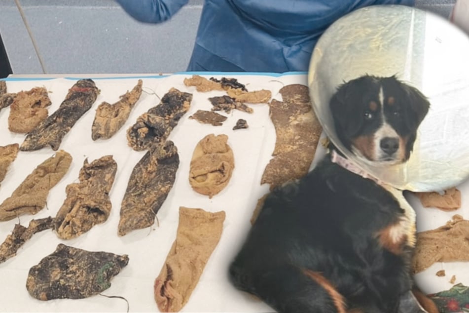 Dog's trip to the vet sparks wild discoveries in her stomach!