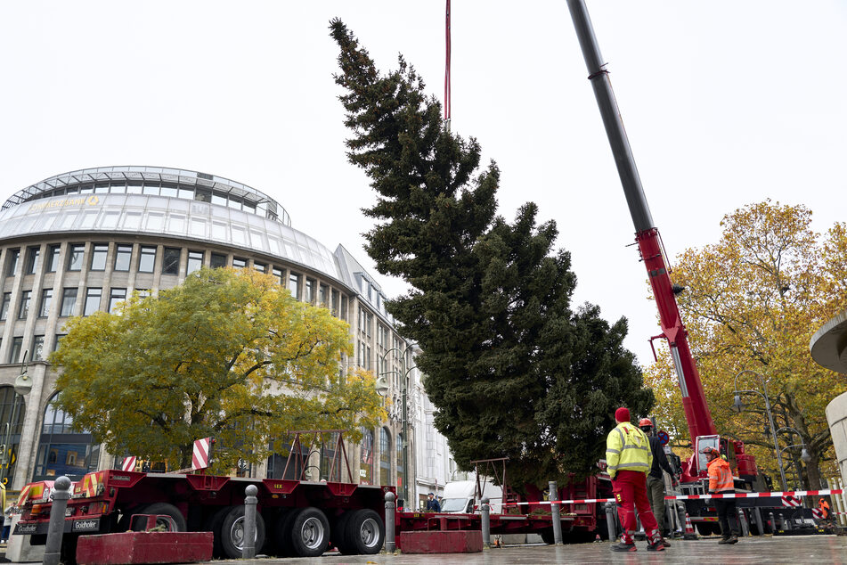 Der Weihnachtsbaum für den Markt an der Gedächtniskirche steht – und diesmal lief alles glatt.