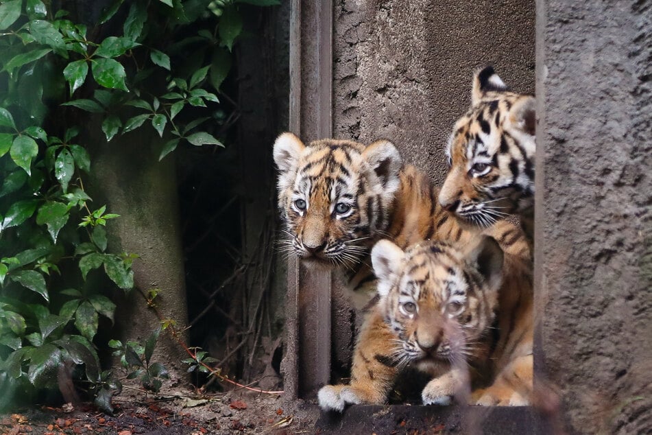 Tigerwelpen erkunden die Außenanlage ihres Geheges im Tierpark Hagenbeck. (Archivfoto)
