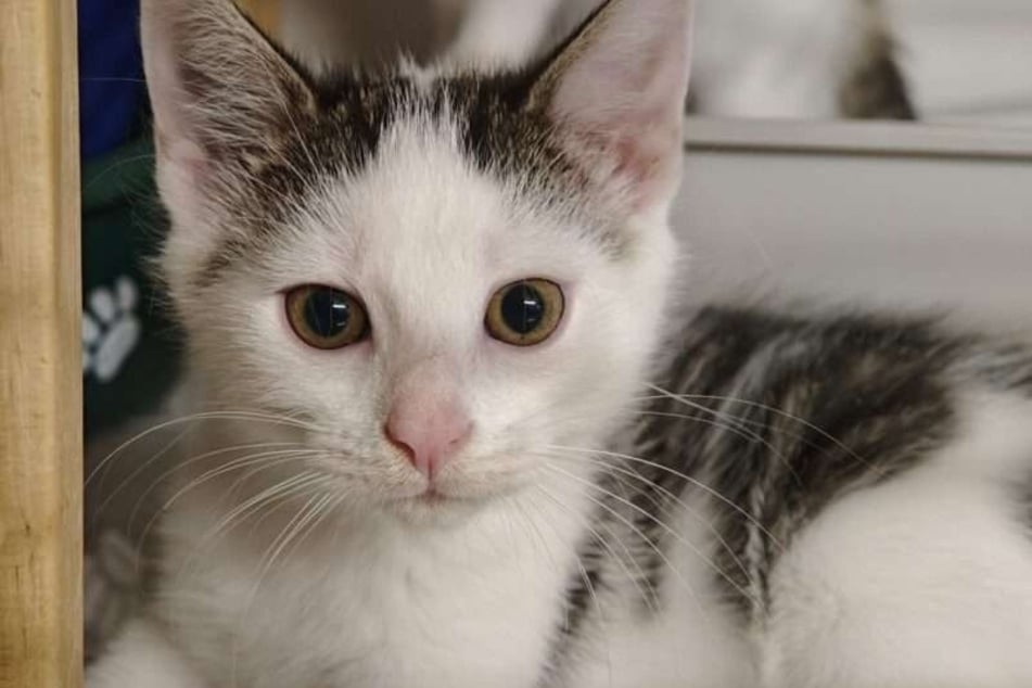 Fiete kam gemeinsam mit seinen Geschwistern als Fundkatze ins Tierheim und wartet seitdem auf ein liebevolles Zuhause.