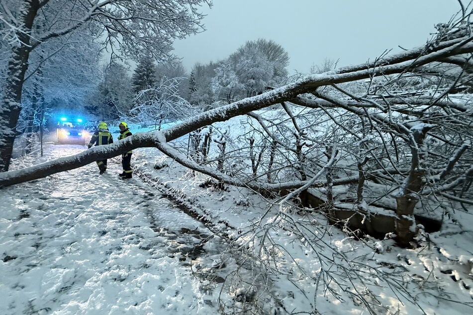 Dem Winterwetter fiel auch dieser Baum zum Opfer.