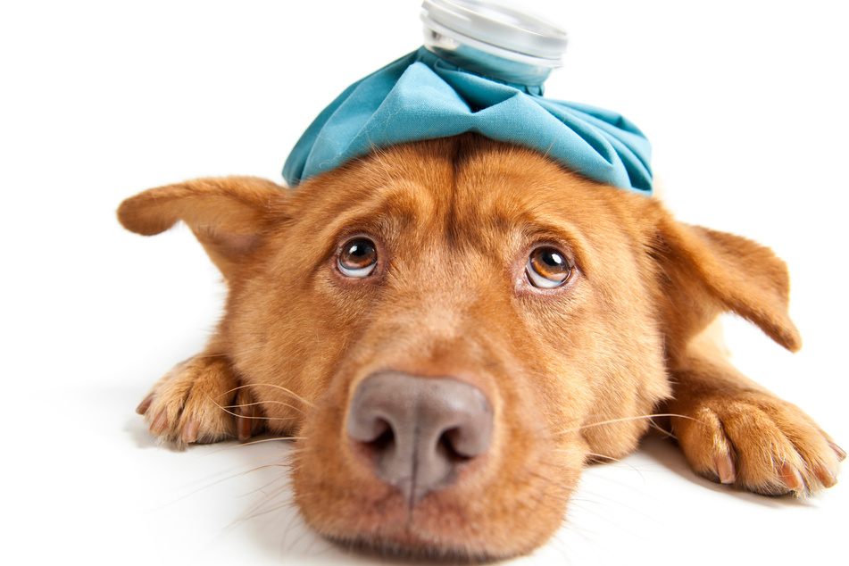 If your dog is showing symptoms of chocolate poisoning, it must go immediately to a vet.