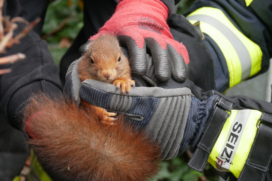 Das Eichhörnchen wurde von der Feuerwehr aus seiner misslichen Lage befreit.