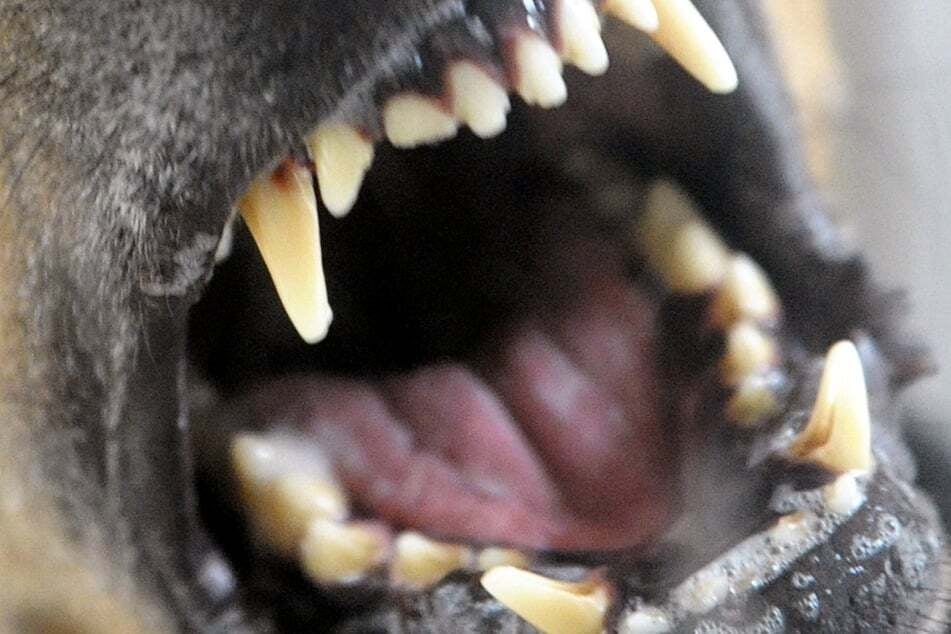 Eine Frau (58) wurde in Crimmitschau mehrfach von einem Hund gebissen. (Symbolfoto)
