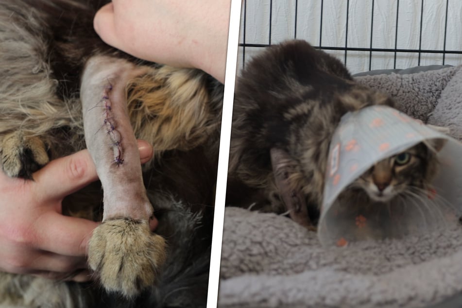 Kater Stitch trug deutlich sichtbare Verletzungen davon.