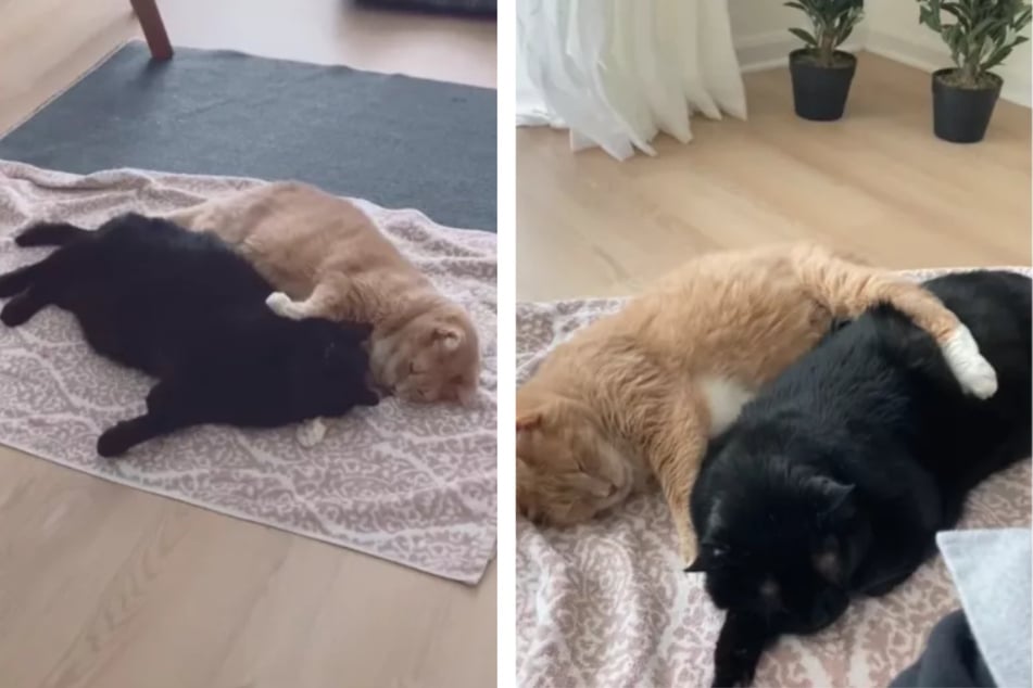 Cookie und George lebten lange Zeit streunend auf der Straße - bis sie ein liebevolles Zuhause fanden.