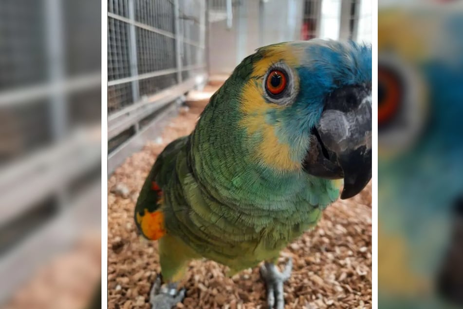 Billy, die Blaustirnamazone (19), lebt im Tierheim Berlin.