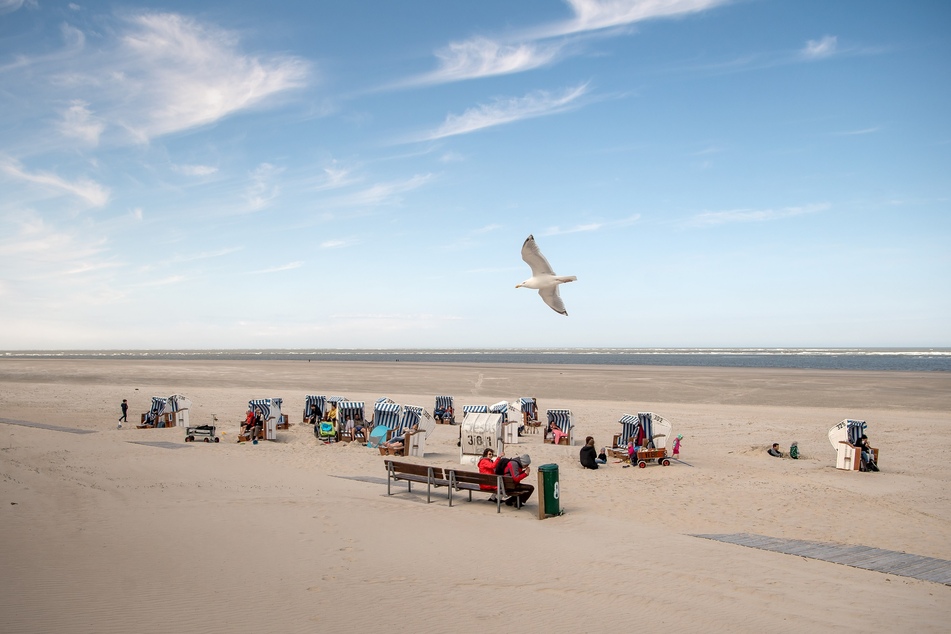 Eine Möwe fliegt über die von Urlaubern genutzten Strandkörbe am Strand von Spiekeroog.