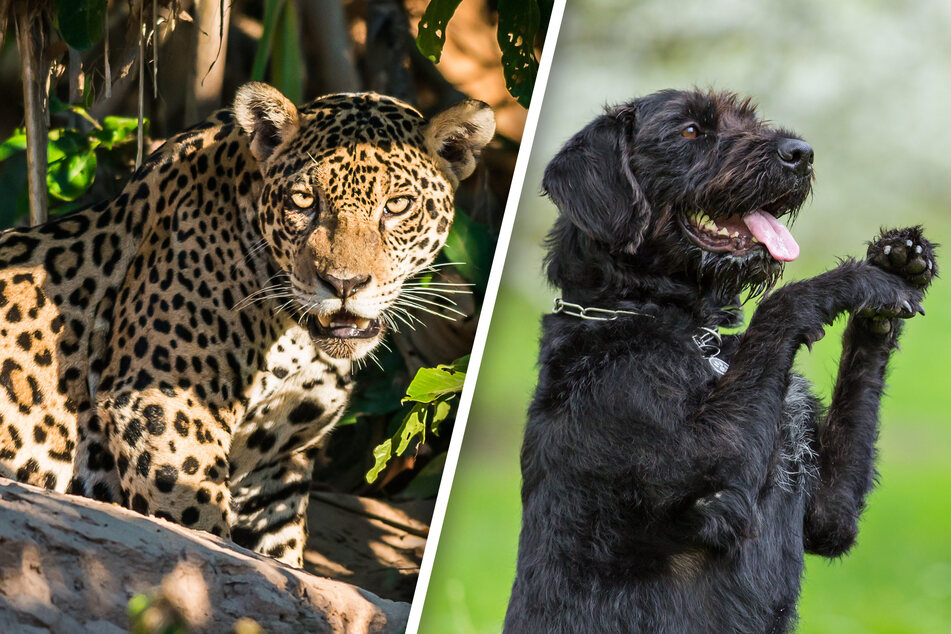 Katzen und Hunde sind ohnehin nicht als beste Freunde bekannt: Auch Jaguare greifen offenbar gerne mal ihre bellenden Kontrahenten an. (Symbolbilder)