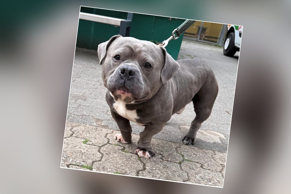 Die Bulldogge wurde von ihren Besitzern ausgesetzt und sucht schon bald nach einem neuen Besitzer.