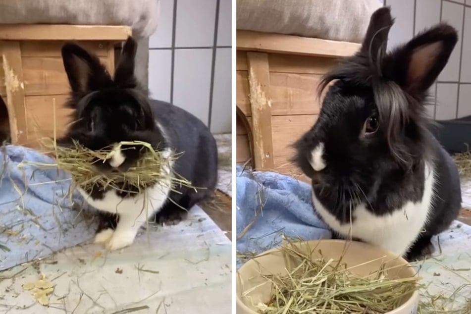 Kaninchen Annelise hat die Haare schön!