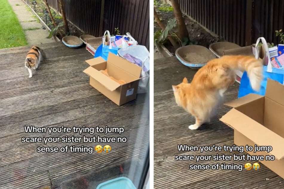 Pumpkin the cat has no sense of timing, but he's made half the internet laugh with his hilarious failure at pranking his sister, Maple!