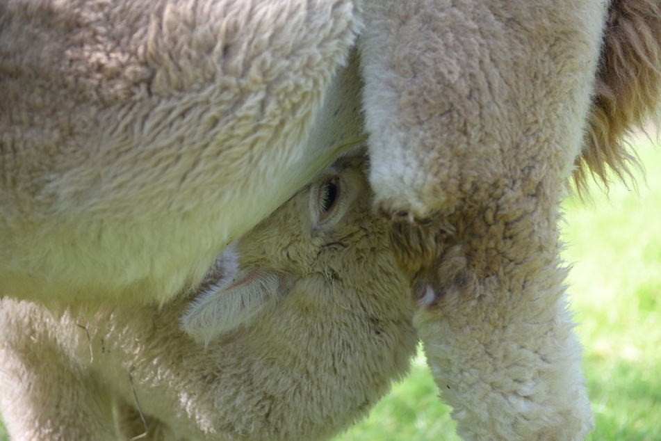 Hungrig: Elf bis zwölf Monate ist ein Alpaka schwanger. Dieses Jahr gab es schon zahlreichen Nachwuchs.
