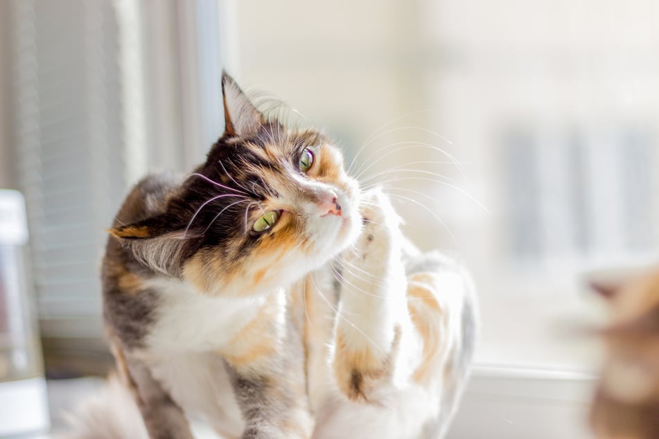 Kratzt und beißt sich eine Katze zwanghaft, dann deutet das darauf hin, dass sie ein gesundheitliches Problem hat.