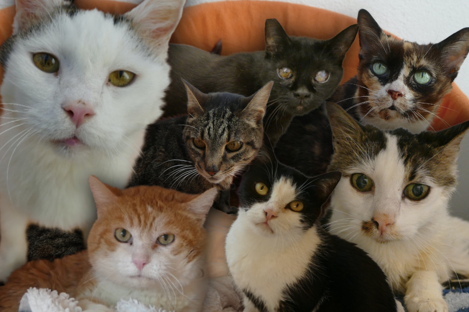 Diese sieben Katzen suchen ein Plätzchen für ihren Lebensabend.