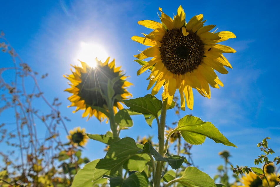 Auf dem Bio-Hof wird statt mit Pestiziden "grün" gedüngt - mit Sonnenblumen.