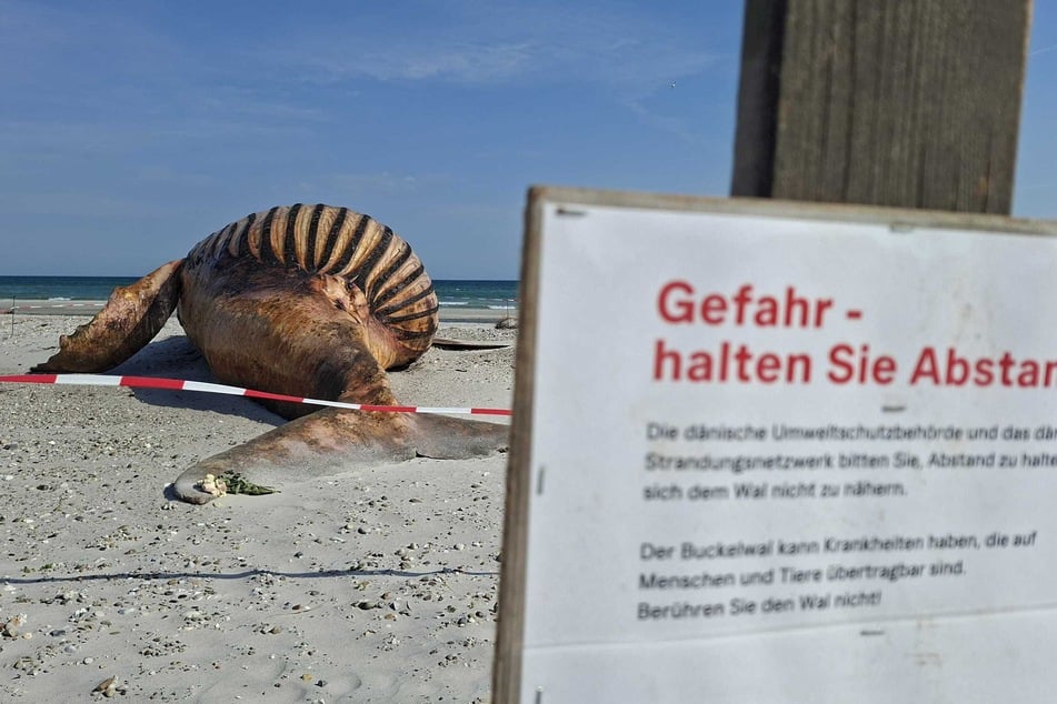Einige Personen hatten Blumen auf dem toten Wal abgelegt.