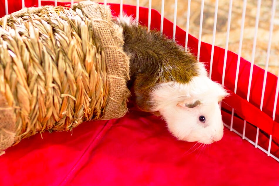 Help your furry friends stay healthy with these Chewy products