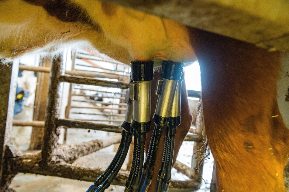 Gemolken wird schon lange mit Maschinen. Dabei wird die Kuh nicht gestresst und genießt zudem während Melkzeit die besten Leckerchen.