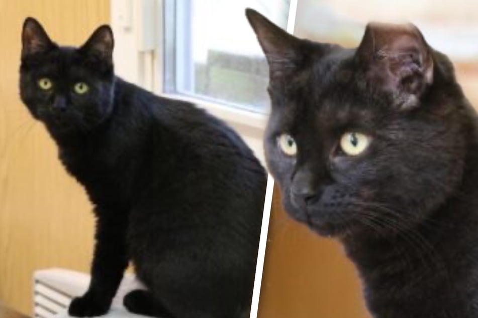 Süßes schwarzes Kätzchen wartet im Tierheim: Wer schenkt Carlypso ein Zuhause?