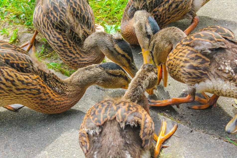 Insgesamt wurden den Angaben nach sieben Enten gestohlen. (Symbolbild)