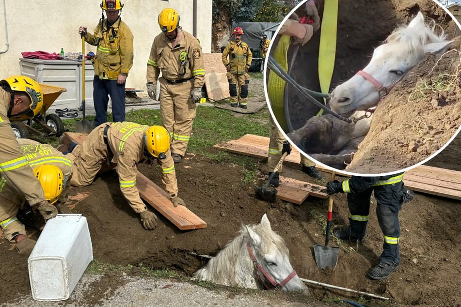 "Tiefer und tiefer": Pferd stolpert und versinkt in Schlammloch