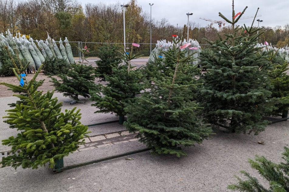 In Leipzig läuft die Weihnachtsbaum-Verkaufssaison an.