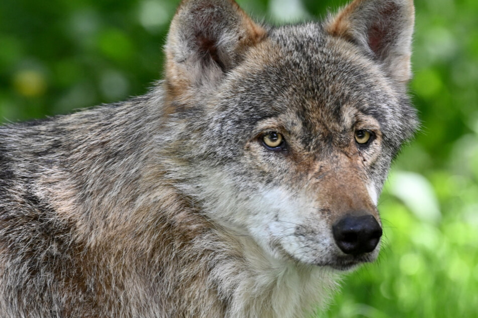 Neues Wolfsgebiet in Deutschland: Hier leben die Tiere in NRW