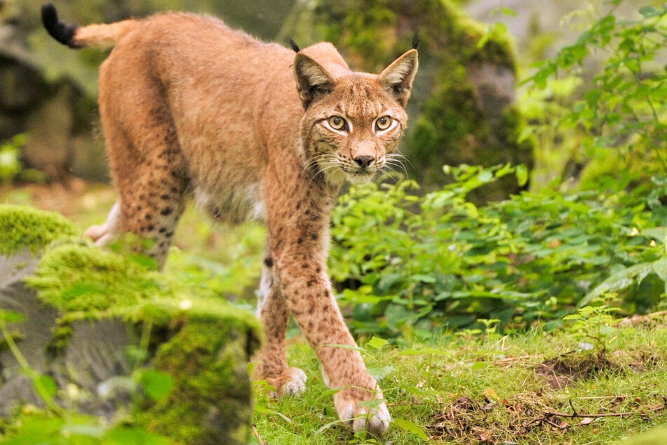 Ein Luchs wurde im Pfälzerwald ausgewildert und soll sich dort nun nachhaltig ansiedeln. (Symbolbild)