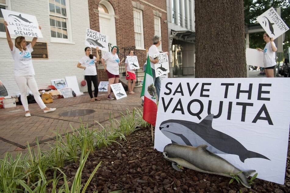 Demonstrators with The Animal Welfare Institute hold a rally to save the vaquita, the world's smallest and most endangered porpoise, outside the Mexican Embassy in Washington DC.