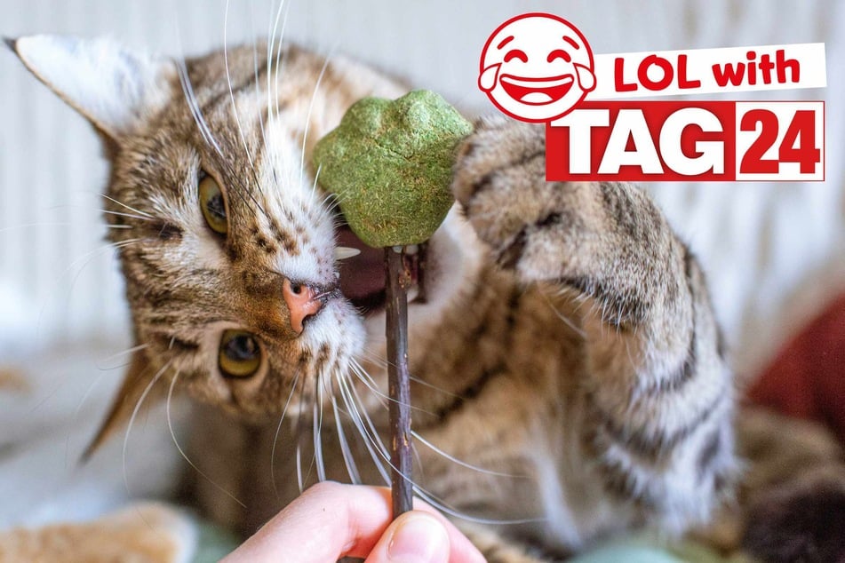 Joke of the Night for January 3, 2026: Just kitten around for Caturday.