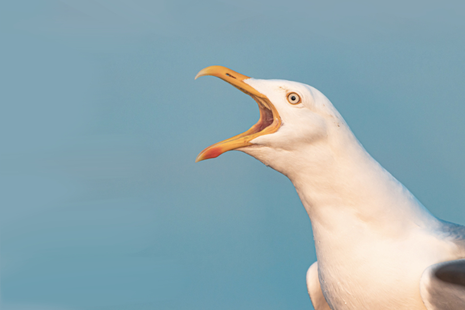 British man sentenced for "engaging in sex act" with baby seagull