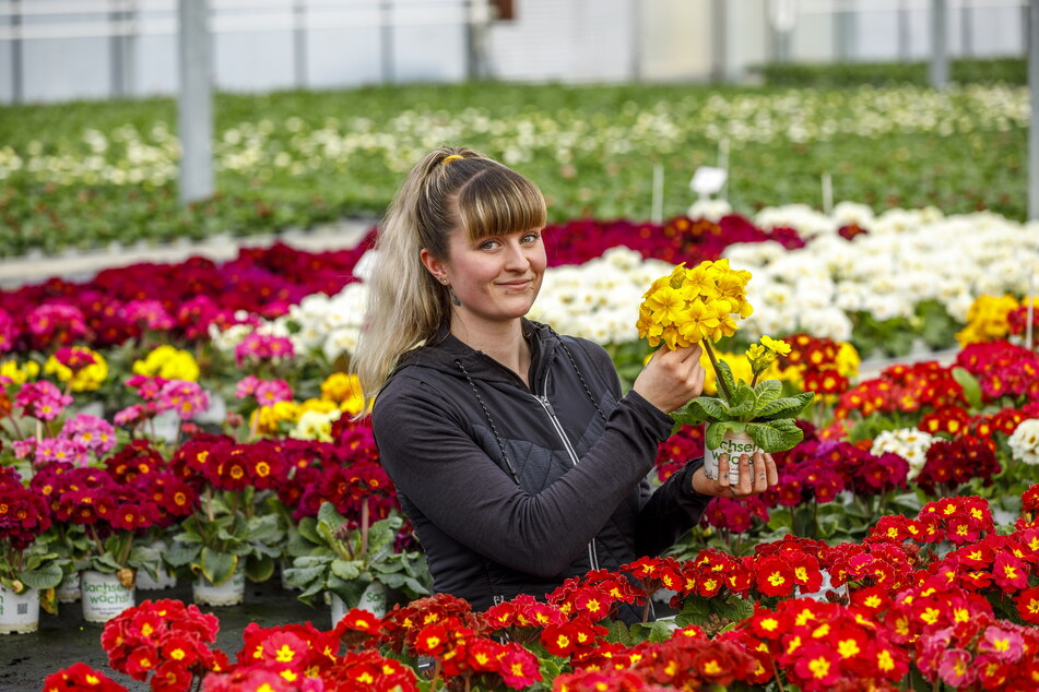 Die Gärtnerin Celina Richter (23) inmitten vom Primeln. Der Gartenbau Rülcker steckt in der Vorbereitung für den "Dresdner Frühling".