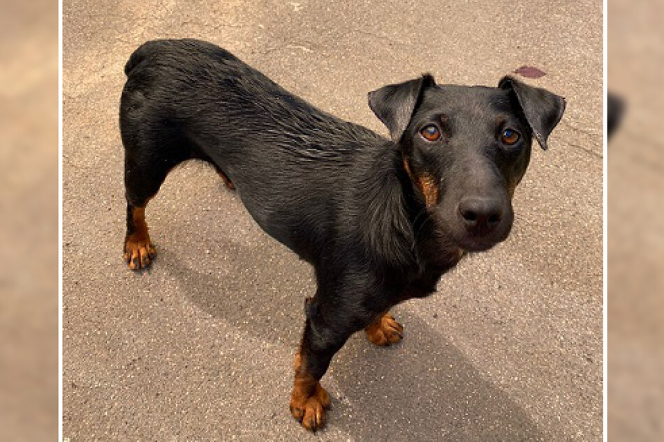 Jagdterrier-Mix-Hündin Kaya ist etwa zwei Jahre alt. Sie wurde als Fundhund beim Tierheim Frankfurt abgegeben.