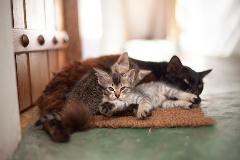 Cats should not be separated from their mother until they are around three months old.