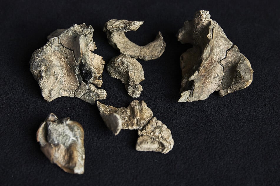 The partial fossil skull of a Janjucetus dullardi is pictured at Museums Victoria in Melbourne, Australia.