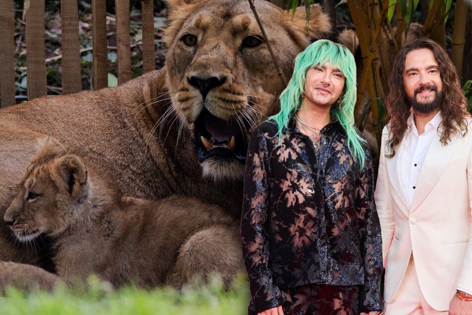 Bill Kaulitz bekritiseert de dierentuin van Keulen: "Schamen jullie je"