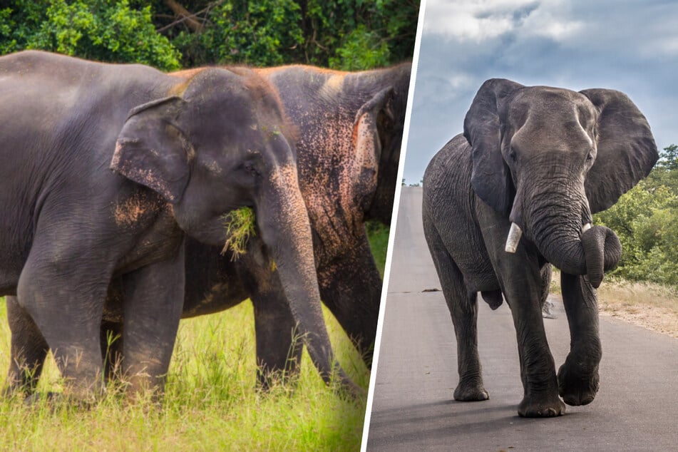 Mann will Selfie mit Elefanten machen - dann wird er totgetrampelt!