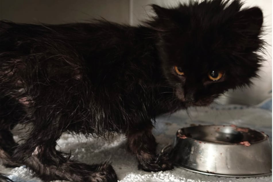 84denní terapie by nyní měla zachránit život Besena.