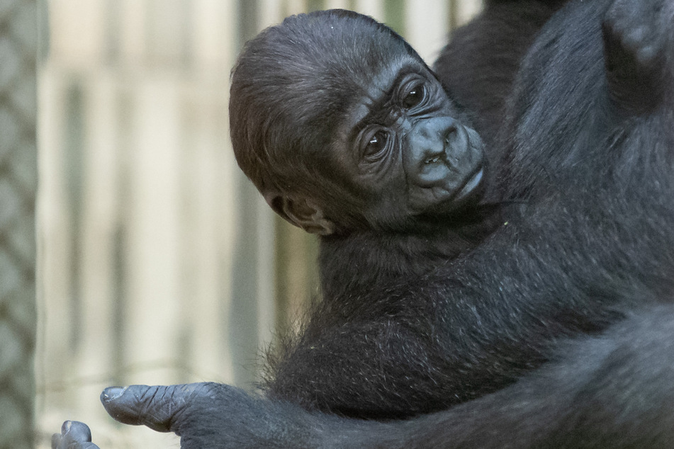 Das Gorilla-Baby war schwer krank und musste eingeschläfert werden. (Symbolbild)