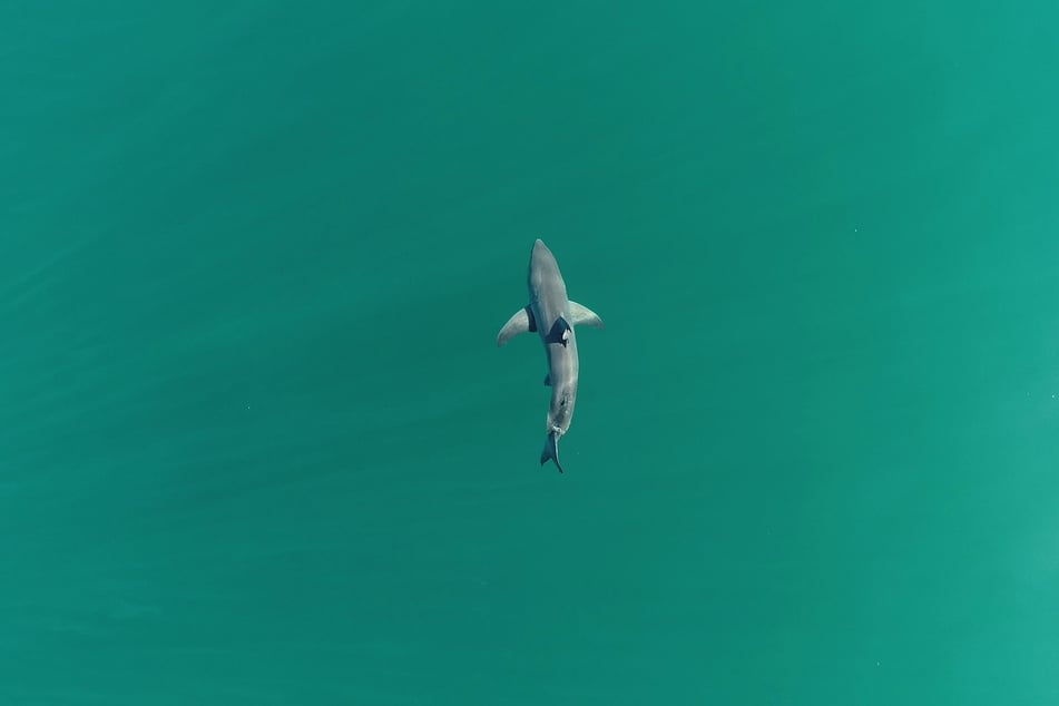 Dieses undatierte von "Frontiers in Marine Science" veröffentlichte Foto zeigt einen jungen Weißen Hai.