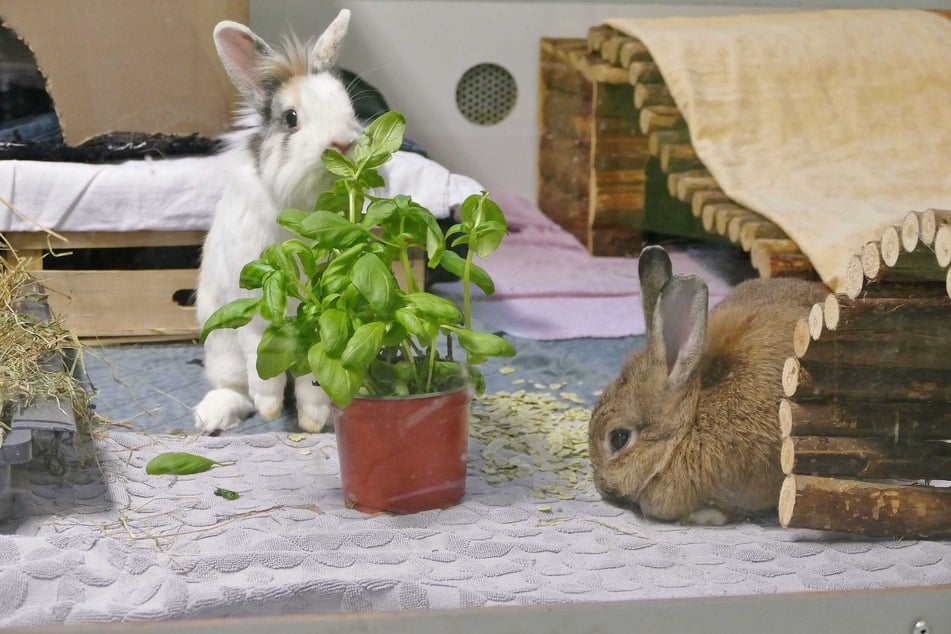 Cody und Partnerin Nanna hoffen auf ein gemeinsames Plätzchen.