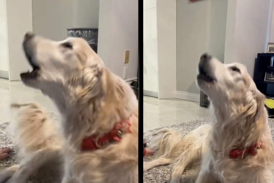 Rocky hadn't barked for months, but before he died, he seemed to want to say goodbye to his owners with a loud bark.