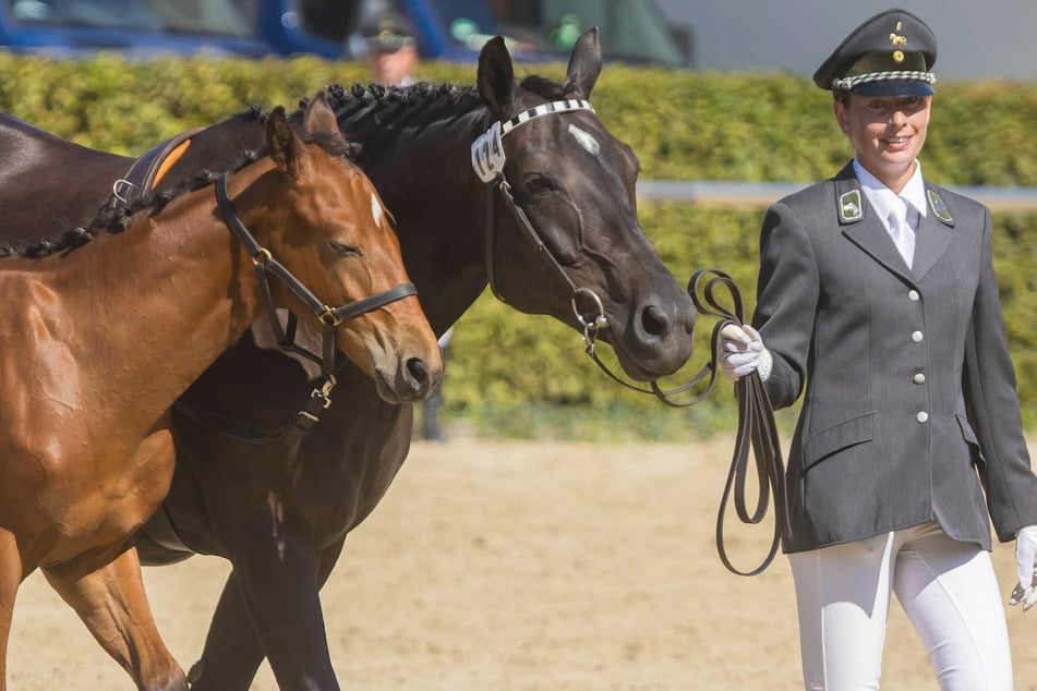 Die nächste Hengstparade steht an - in neuer Halle