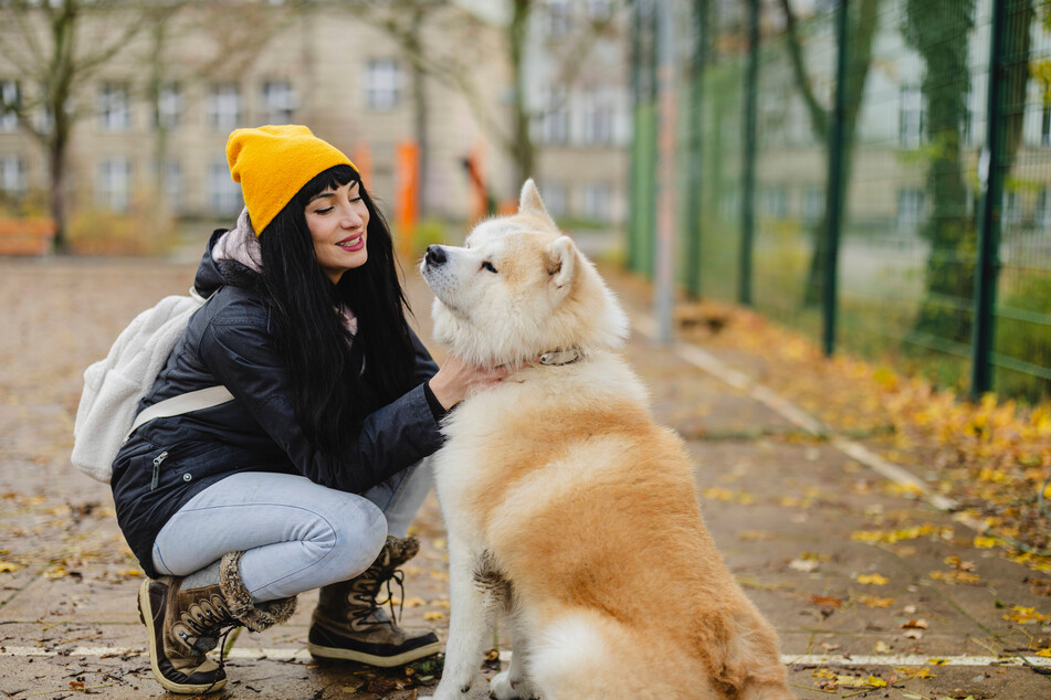 The Akita is an incredibly popular and cute Japanese dog breed.