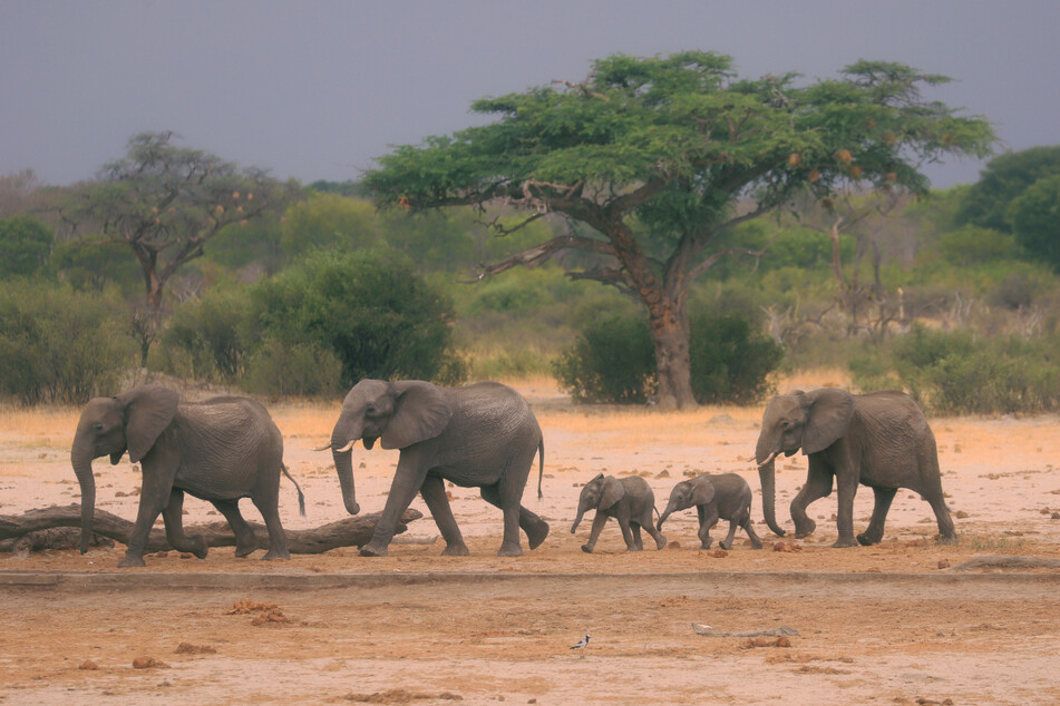 Eine Elefantenherde streift durch Simbabwes Hwange-Nationalpark. Die Tiere stehen unter Artenschutz.