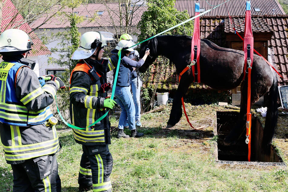 Mithilfe eines Krans und eines speziellen Hebegeschirrs gelang es den Feuerwehrleuten, das Pferd aus der Grube zu heben.