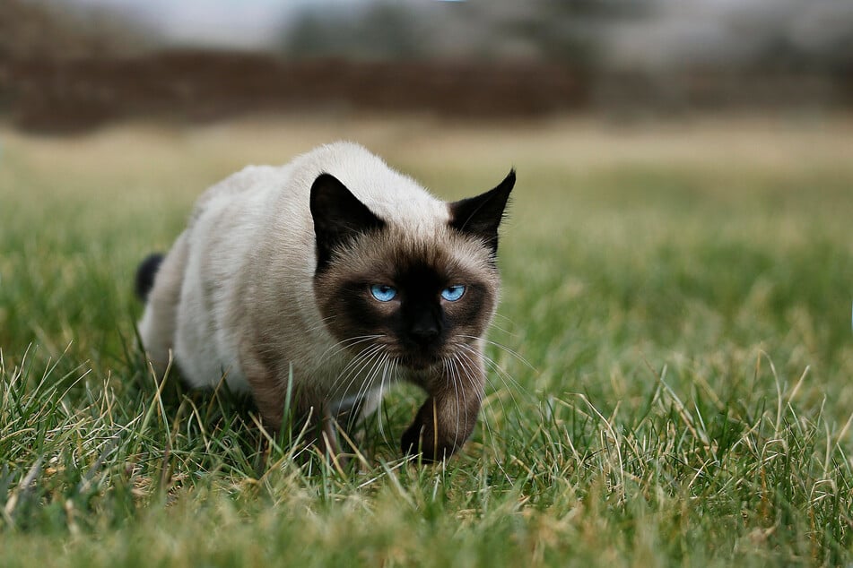 Siamese cats are famous and incredibly gifted hunters.
