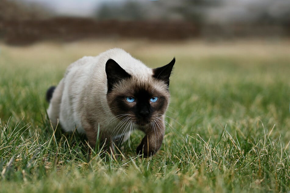 Die Siamkatze ist ein begnadeter Jäger.